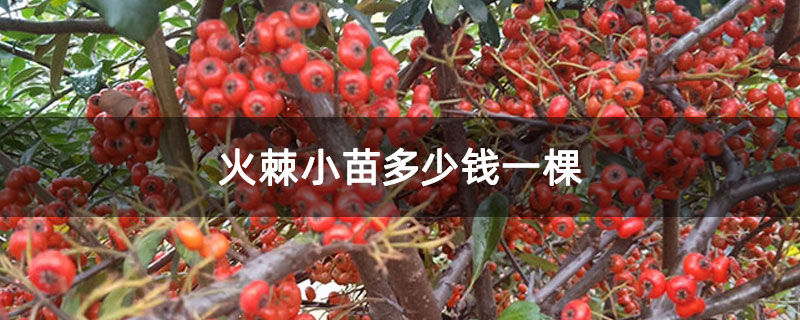 火棘小苗多少錢一棵 火棘小苗多少錢一棵