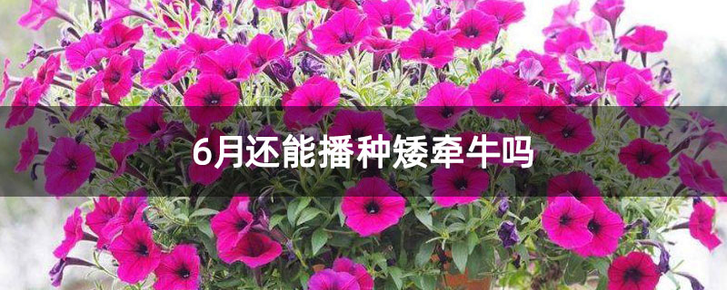 6月還能播種矮牽牛嗎