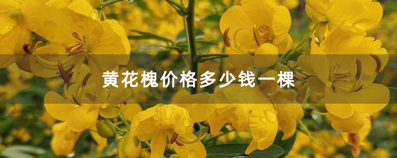 開金花的黃花槐 開金花的黃花槐