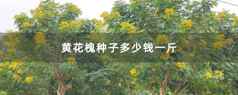 米徑8公分黃花槐樹苗 米徑8公分黃花槐樹苗