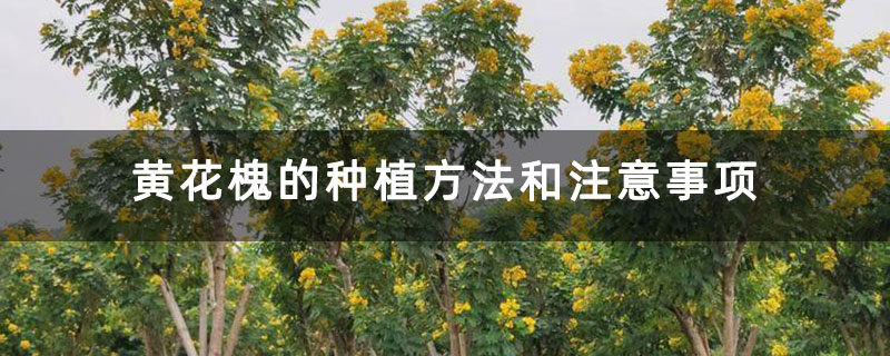 黃花槐的種植方法和注意事項 黃花槐的種植方法和注意事項