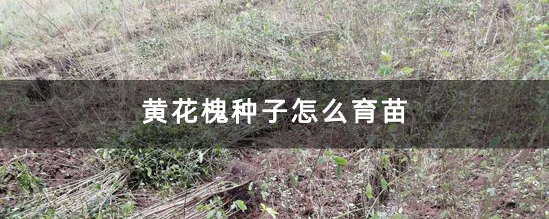 黃花槐種子怎么育苗 黃花槐種子怎么育苗