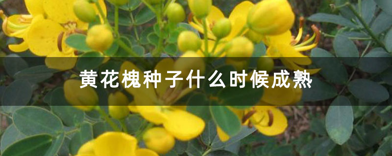 黃花槐種子什么時候成熟 黃花槐種子什么時候成熟