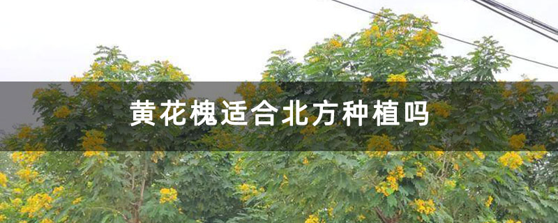 黃花槐適合北方種植嗎 黃花槐適合北方種植嗎