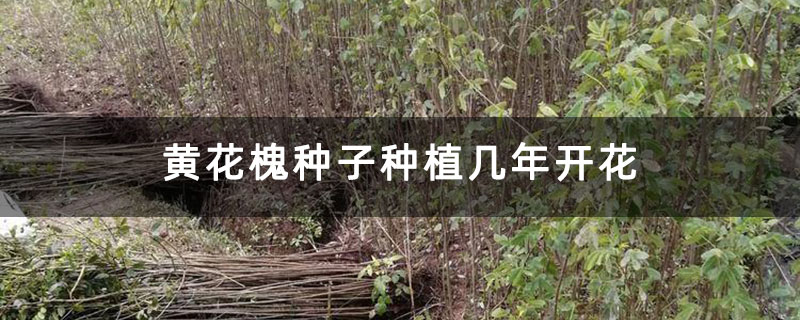 黃花槐種子種植幾年開花 黃花槐種子種植幾年開花
