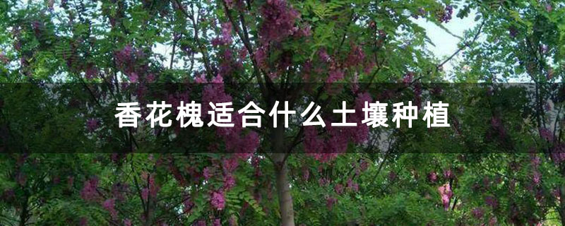 1633661778754576.jpg 香花槐適合什么土壤種植.jpg