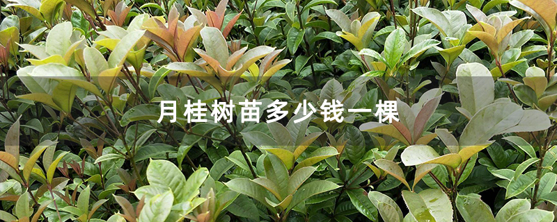 月桂樹苗多少錢一棵 月桂樹苗多少錢一棵