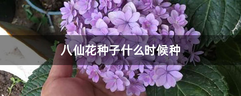 八仙花種子什么時候種 八仙花種子什么時候種