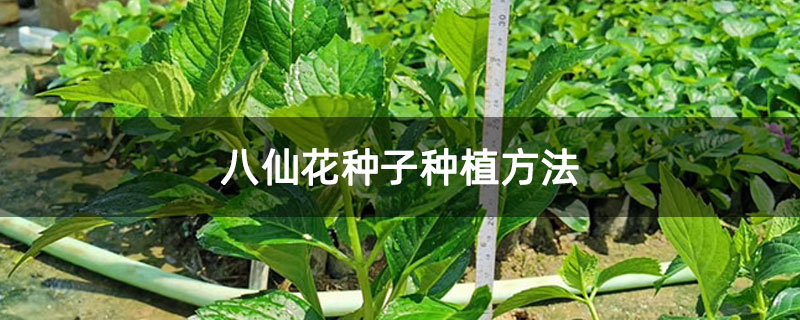 八仙花種子種植方法 八仙花種子種植方法