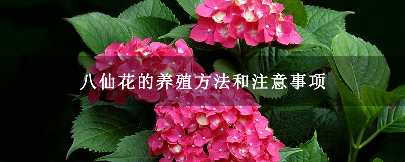 八仙花的養殖方法和注意事項 八仙花的養殖方法和注意事項
