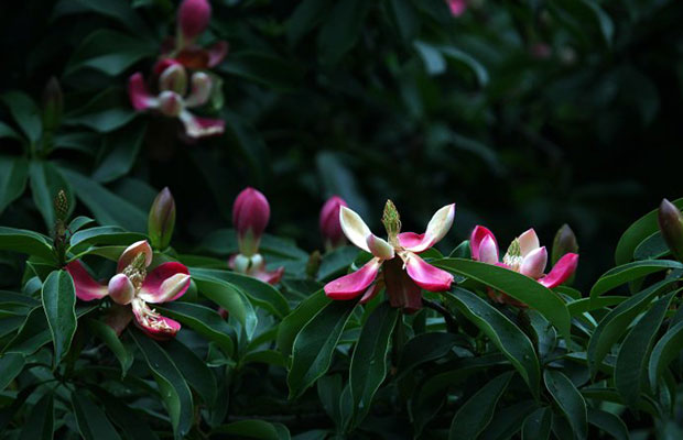 紅花木蓮9.jpg