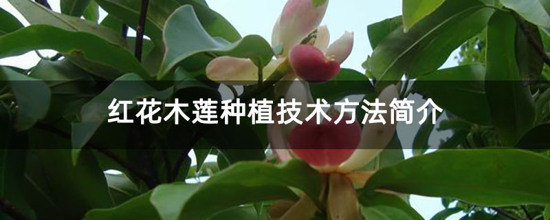 紅花木蓮種植技術方法簡介