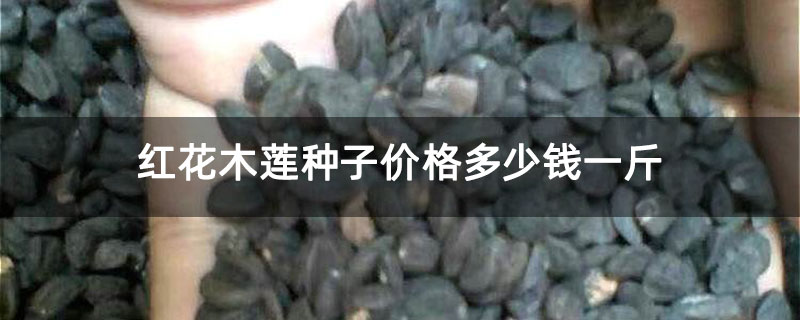 紅花木蓮種子價格多少錢一斤 紅花木蓮種子價格多少錢一斤