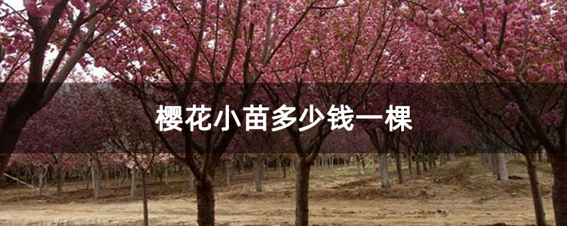 櫻花小苗多少錢一棵 櫻花小苗多少錢一棵