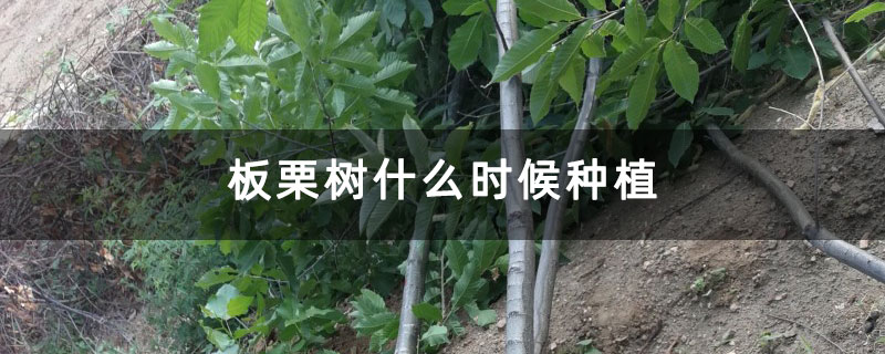 板栗樹什么時候種植 板栗樹什么時候種植