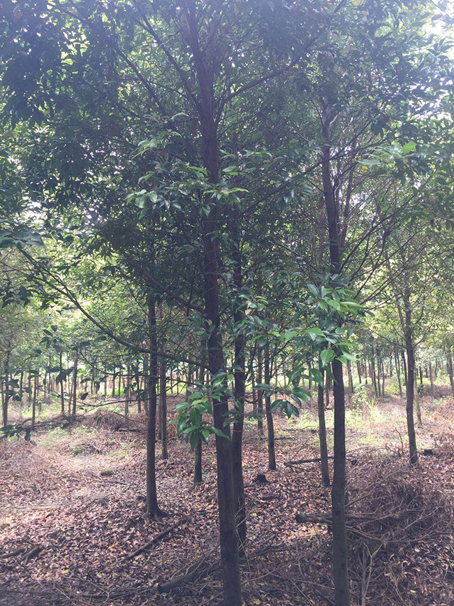 紅豆樹一棵多少錢?紅豆樹有什么功效?