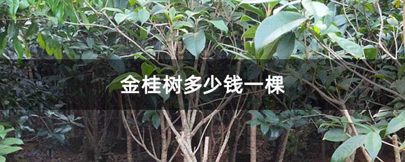 金桂樹多少錢一棵 金桂樹多少錢一棵