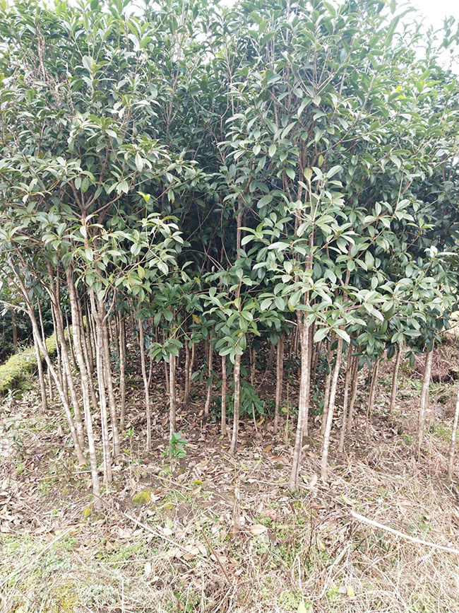 金桂多少錢一棵?2020年金桂價格最新行情預測 金桂多少錢一棵?2020年金桂價格最新行情預測