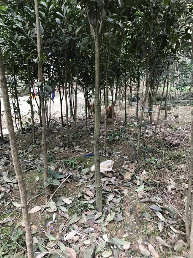 金桂多少錢一棵?2020年金桂價格最新行情預測 金桂多少錢一棵?2020年金桂價格最新行情預測