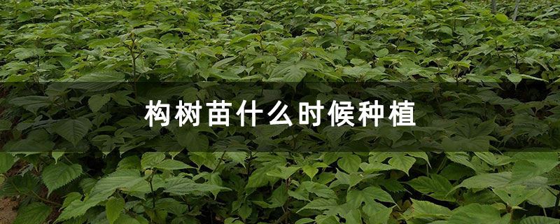 構樹苗什么時候種植