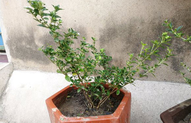 六月雪怎么養殖?六月雪的養殖方法和注意事項