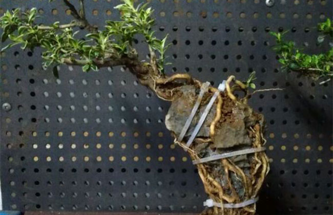 六月雪怎么養殖?六月雪的養殖方法和注意事項