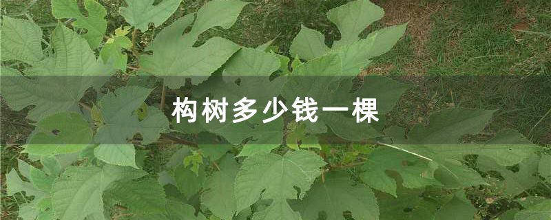構樹多少錢一棵 構樹多少錢一棵