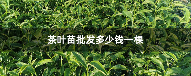 茶葉苗批發多少錢一棵 茶葉苗批發多少錢一棵