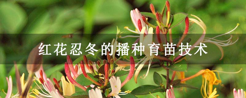 紅花忍冬