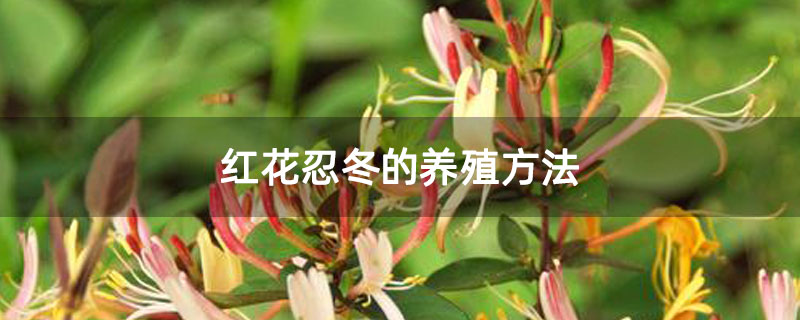 紅花忍冬的養殖方法 紅花忍冬的養殖方法