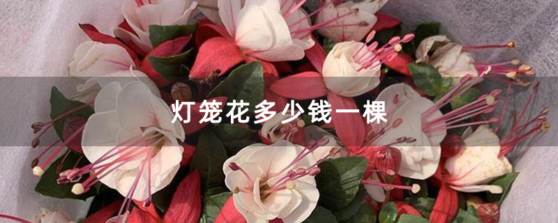 燈籠花多少錢一棵