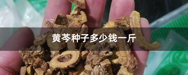 黃芩種子多少錢一斤 黃芩種子多少錢一斤