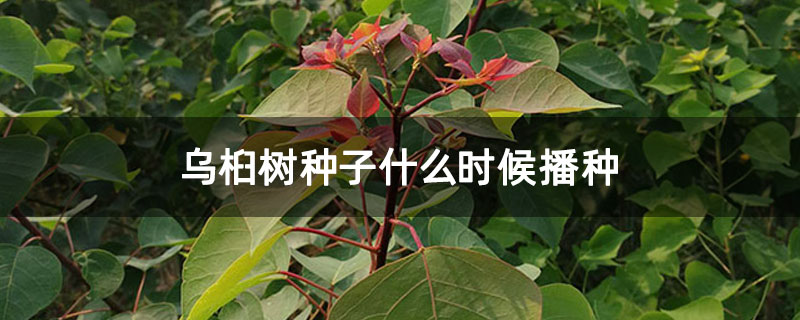 烏桕樹種子什么時候播種 烏桕樹種子什么時候播種