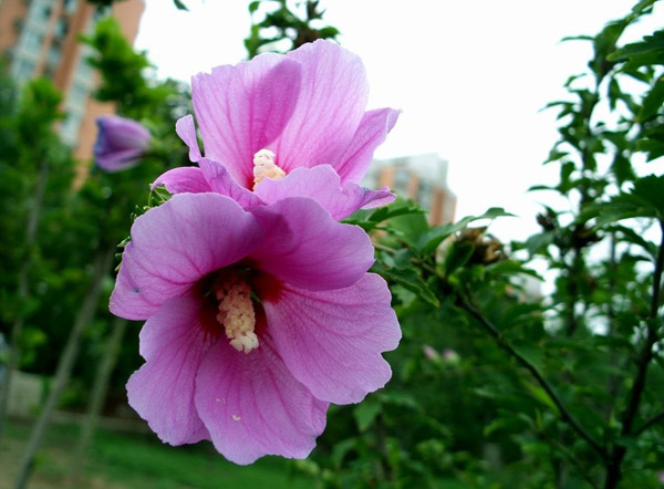 木槿花 木槿花