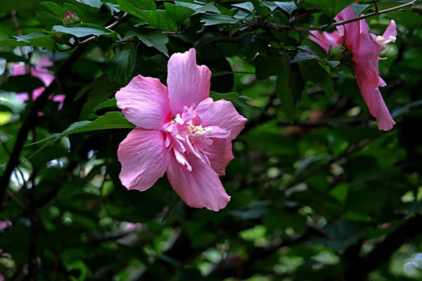 木槿花 木槿花