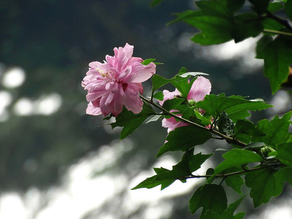木槿花 木槿花