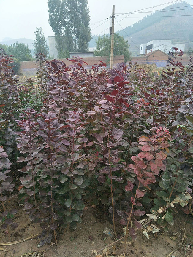 紫葉紅櫨 紫葉紅櫨