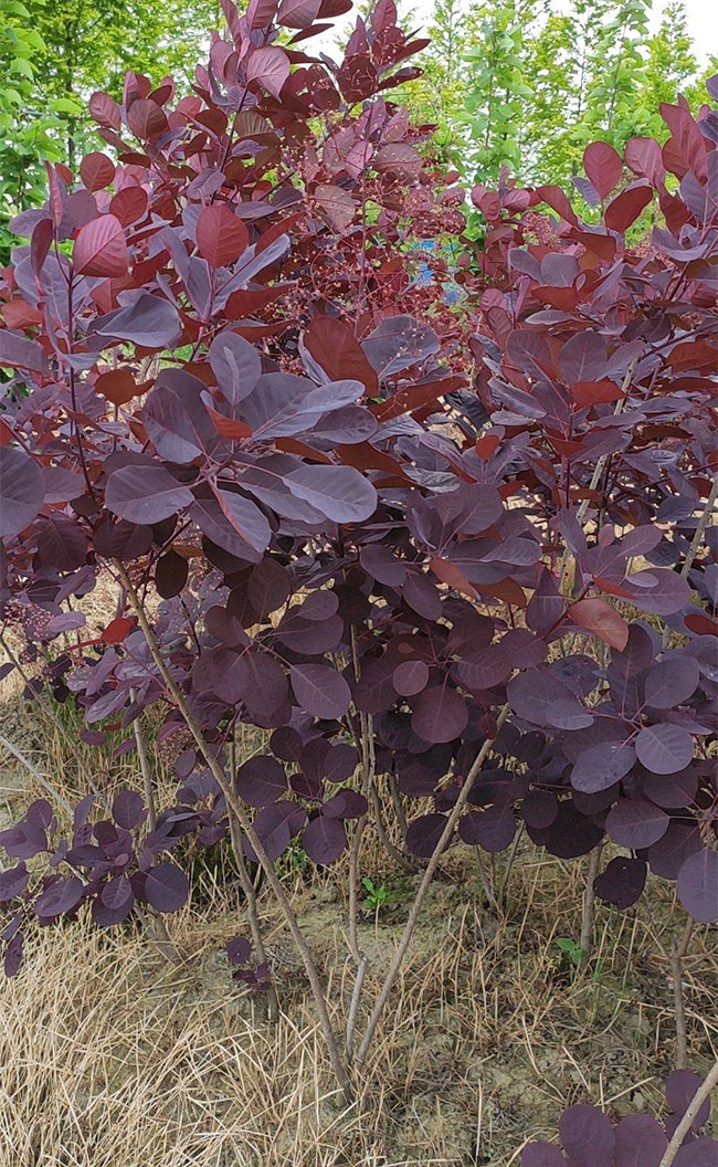 紫葉紅櫨 紫葉紅櫨