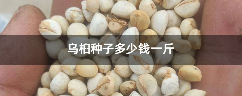 烏桕種子多少錢一斤 烏桕種子多少錢一斤