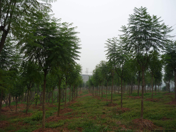 藍花楹樹苗