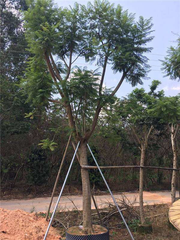 藍花楹樹苗