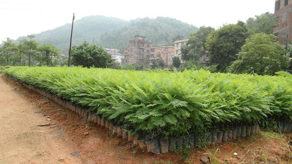 藍花楹樹苗