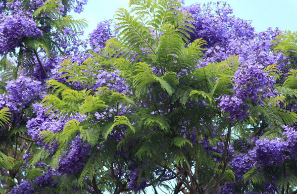 藍花楹