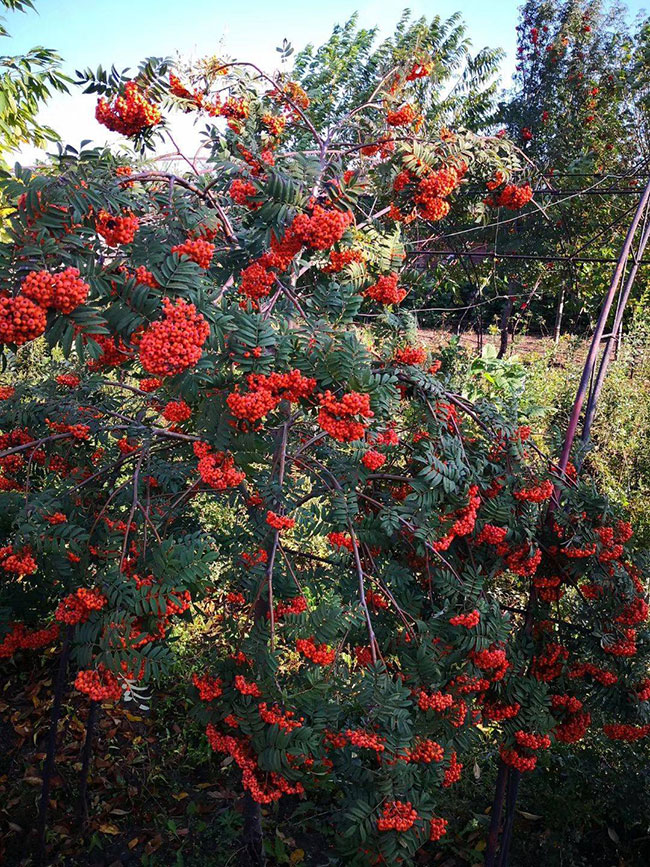 1570852893595459.jpg 五公分百花花楸價格,百花花楸有種植前景嗎?