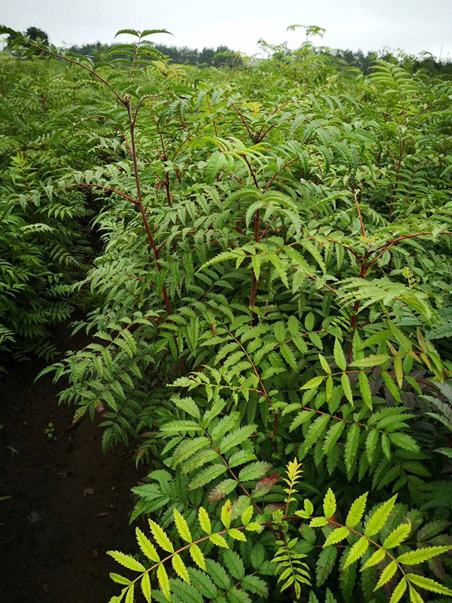 白花花楸 白花花楸