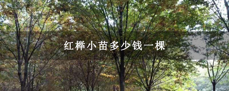 紅櫸小苗多少錢一棵 紅櫸小苗多少錢一棵
