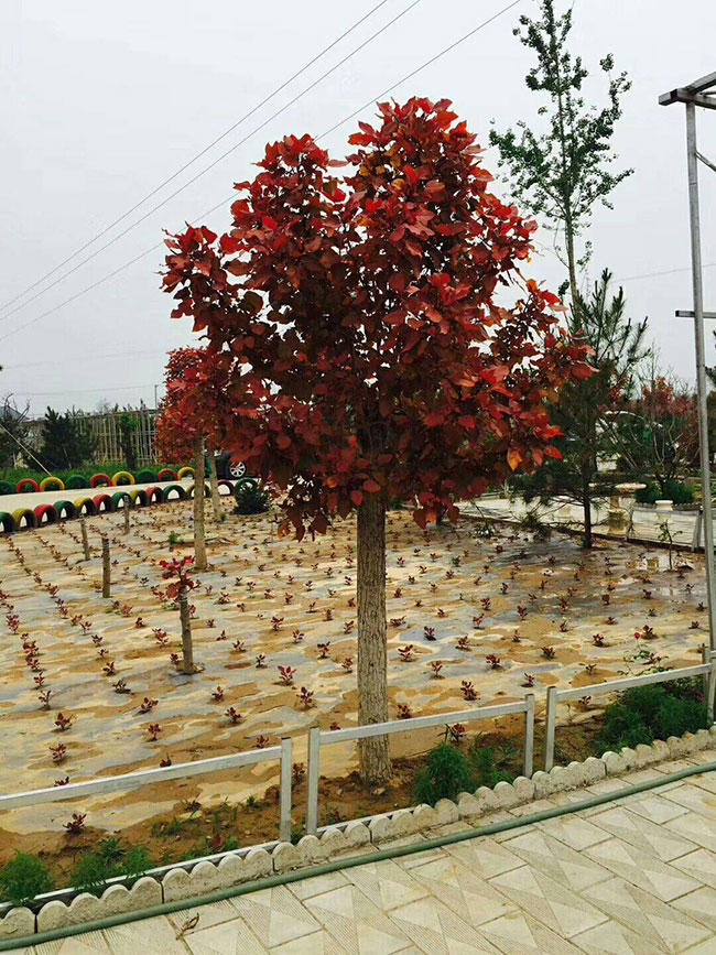 中華紅葉楊 中華紅葉楊