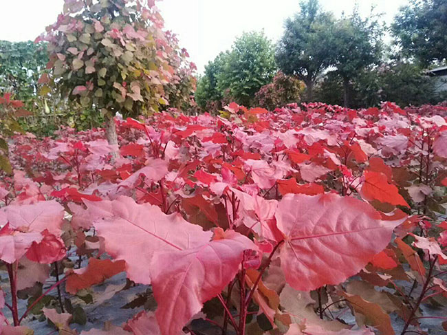 中華紅葉楊 中華紅葉楊