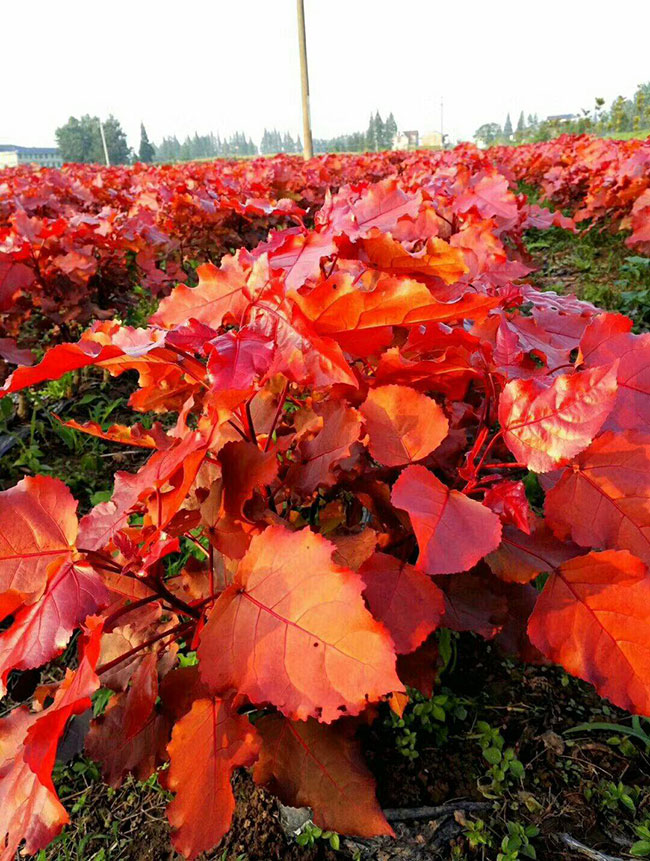 中華紅葉楊 中華紅葉楊