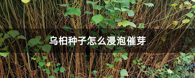 烏桕種子怎么浸泡催芽 烏桕種子怎么浸泡催芽